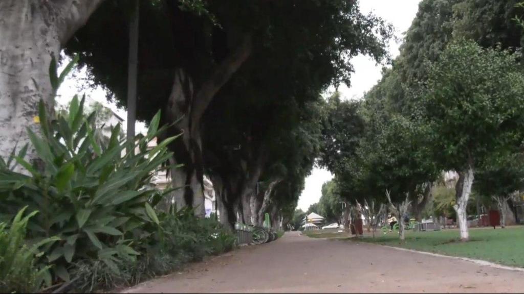 The deserted Rothschild Boulevard in Tel Aviv (Photo: Barel Ephraim) שדרות רוטשילד