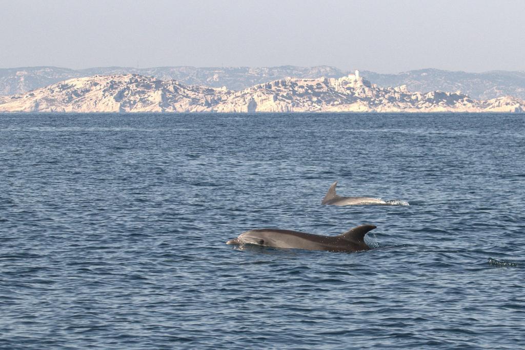 נגיף קורונה סגר דרום מזרח צרפת דולפינים בים התיכון