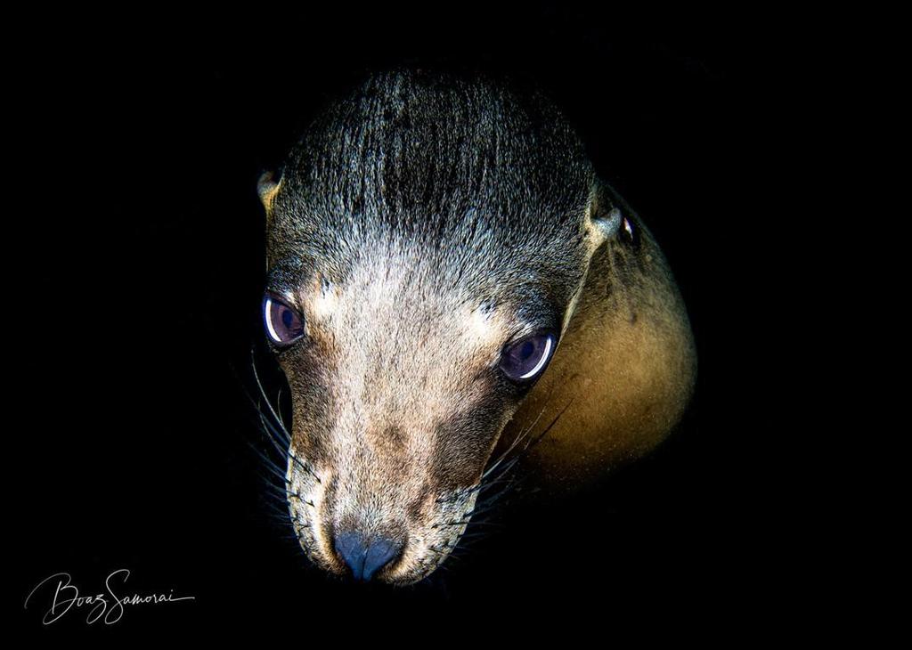אריה ים צעיר. לה פז, מקסיקו