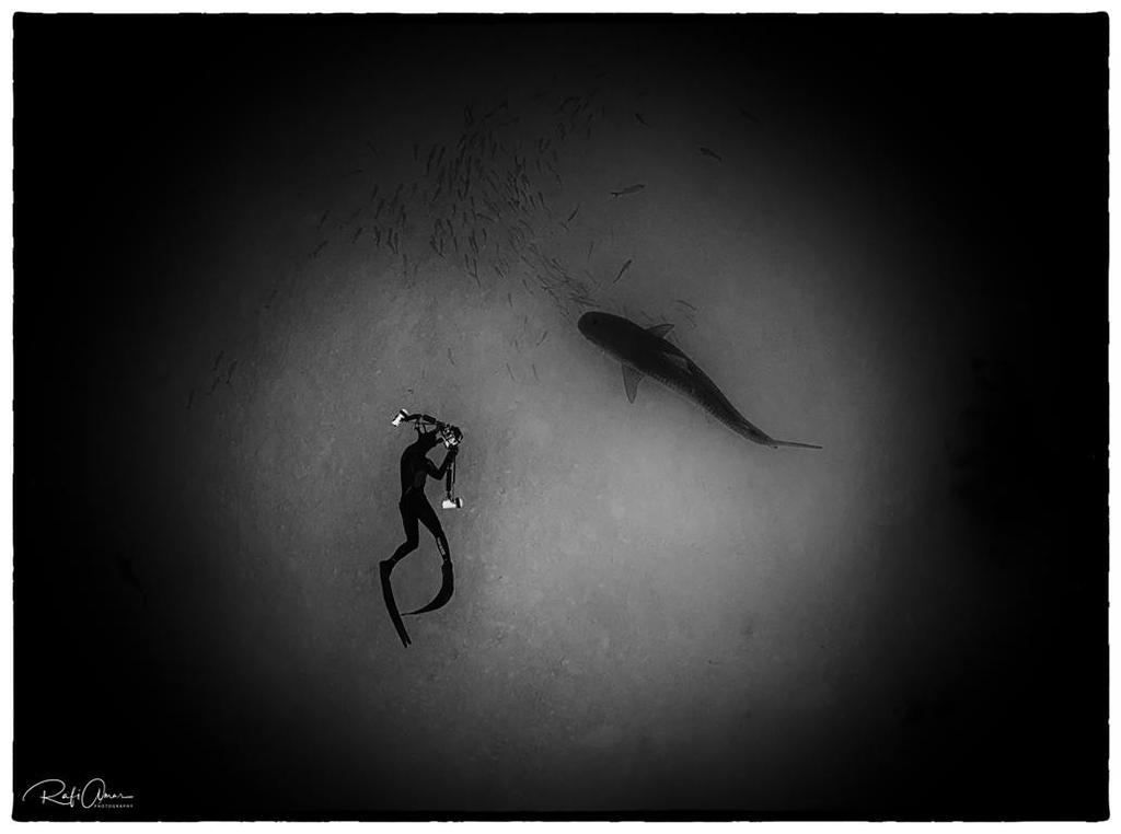 אני מצלם כריש טיגריסי, איי הבהמאס