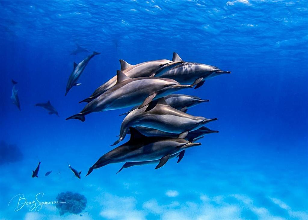 להקת דולפינים. סאטייה, דרום מצרים