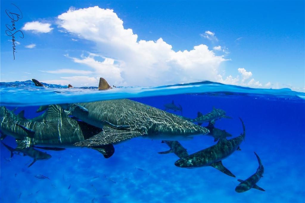 להקת כרישים באיי הבהמאס