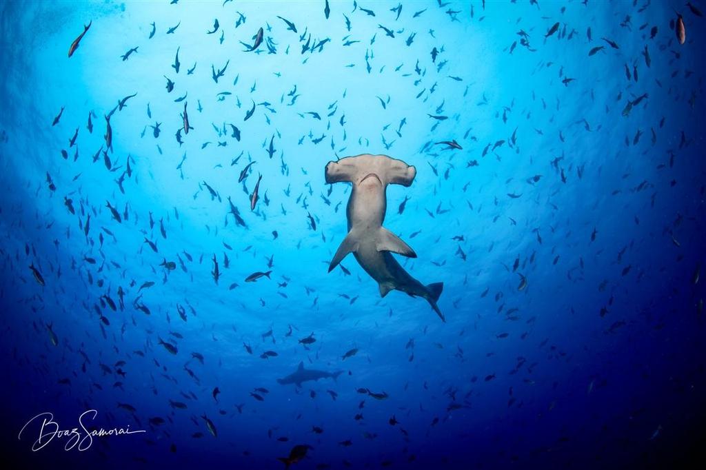 כריש פטיש. האי דארווין, גלאפגוס, אקוודור 