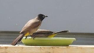 ציפורי בולבול ברחצה