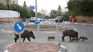 להקת חזירי בר בכרמל