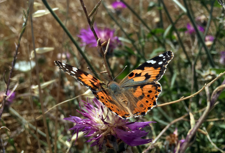 כשהמדבר פורח, והפלמינגו מגיע להתארח: רגעי הטבע היפים בישראל