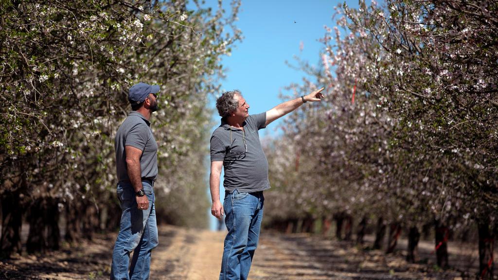 Joseph Frey of Edete Precision Technologies for Agriculture, gestures towards an almond tree (Photo: Reuters) Almond trees that are being pollinated and fertilized by machine technology