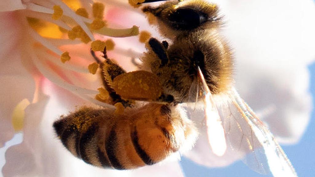 A bee sits on a flower budding from an almond tree (Photo: Reuters) A bee sits on a flower budding from an almond tree