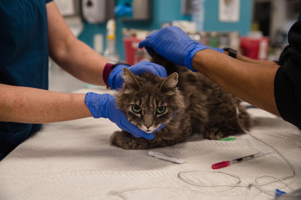 A cat, that is not eating or drinking, is looked over at the clinic at the San Diego Humane Society (Photo: AFP) A cat, that is not eating or drinking, is looked over at the clinic at the San Diego Humane Society