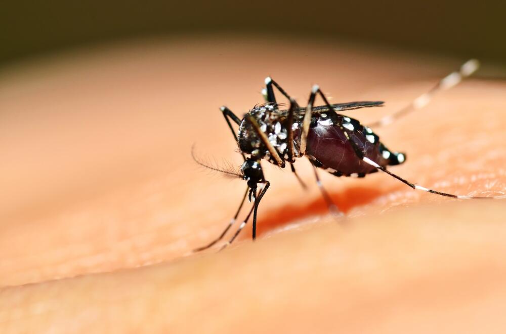 יתוש הטיגריס האסייתי (צילום: shutterstock) Aedes aegypti