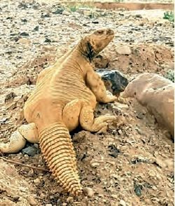 A spiny-tailed lizard, also called Uromastyx aegyptia by its scientific name, in the Arava region in southern Israel (Photo: Oran Korin) A spiny-tailed lizard, also called Uromastyx aegyptia by its scientific name, in the Arava region in southern Israel