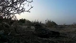 קינון של תחמס נובי בערבה
