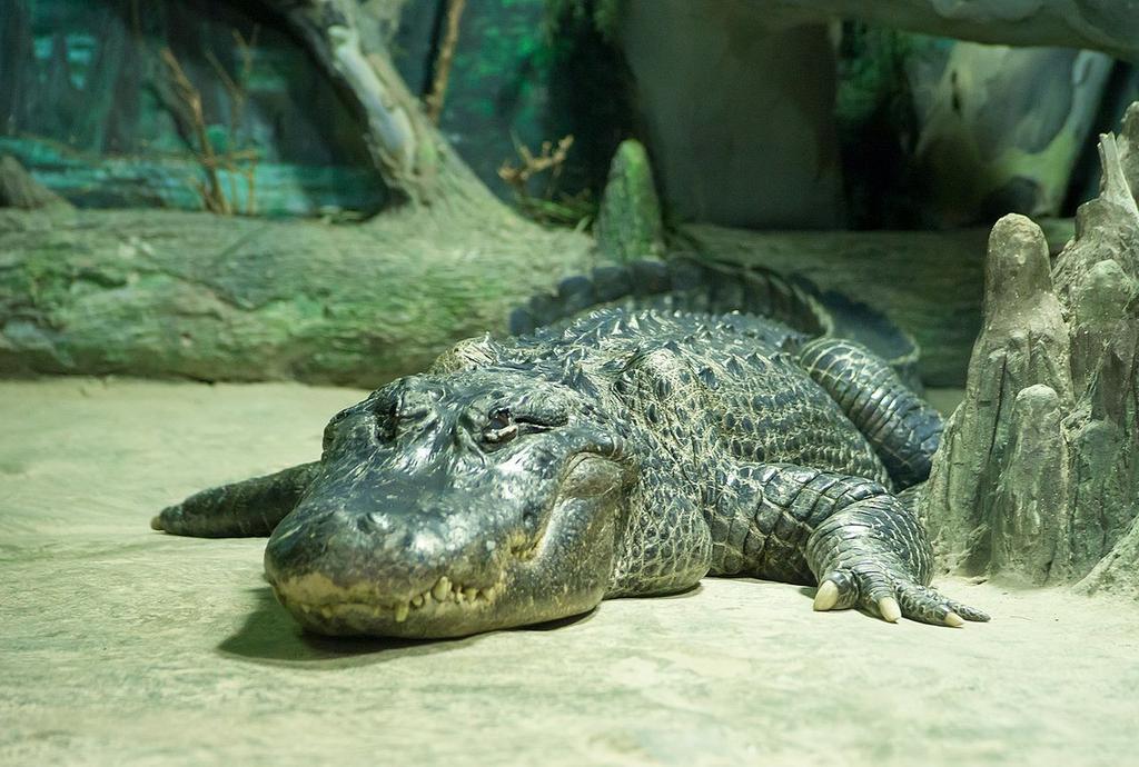 Saturn the alligator (Photo: courtesy ) Saturn the alligator
