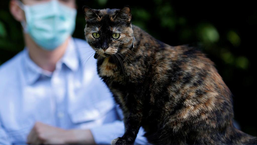 Papille the cat with her owner (Photo: Reuters) צרפת ה חתולה פאפי שרדה את נגיף ה קורונה