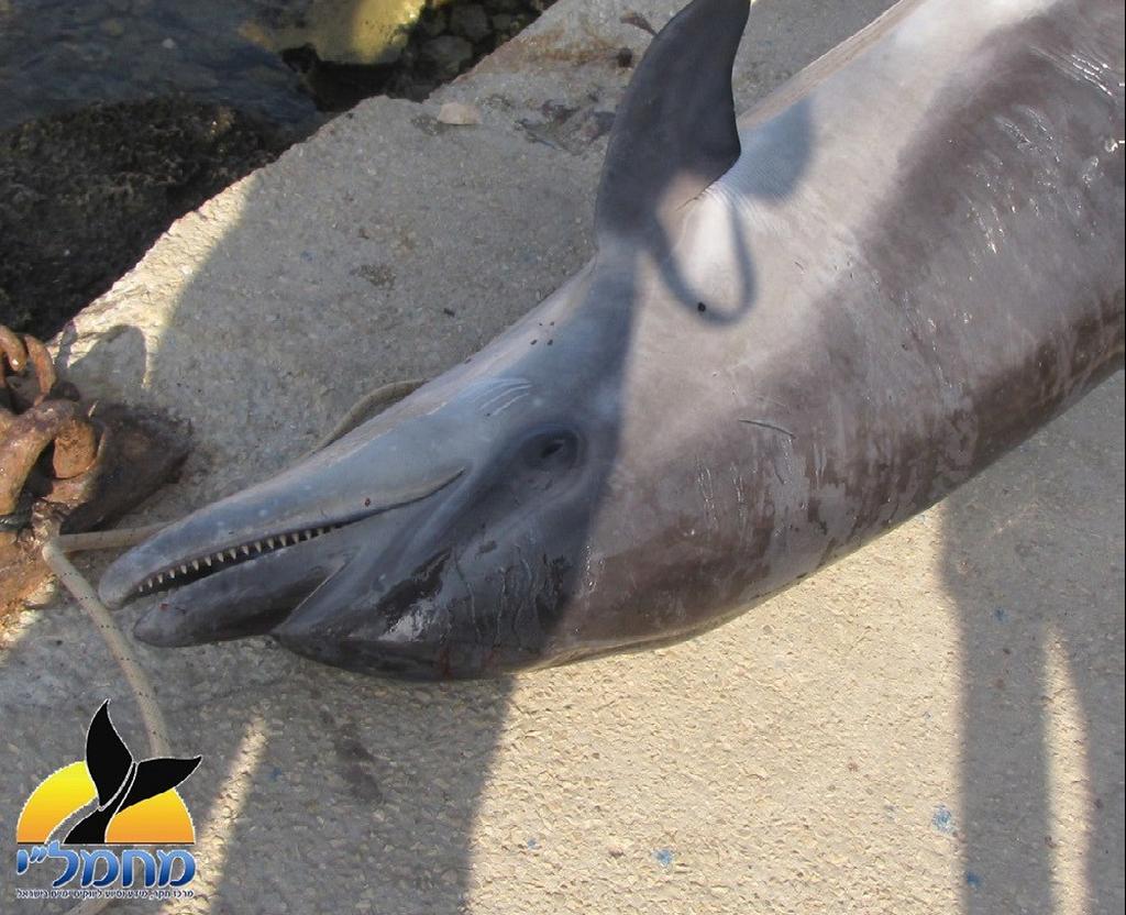 דולפין שנחנק למוות כתוצאה מהסתבכות ברשת מכמורת