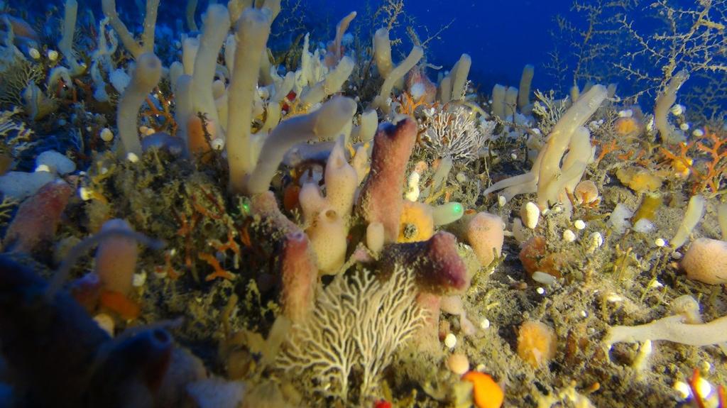 אלמוגים הים התיכון