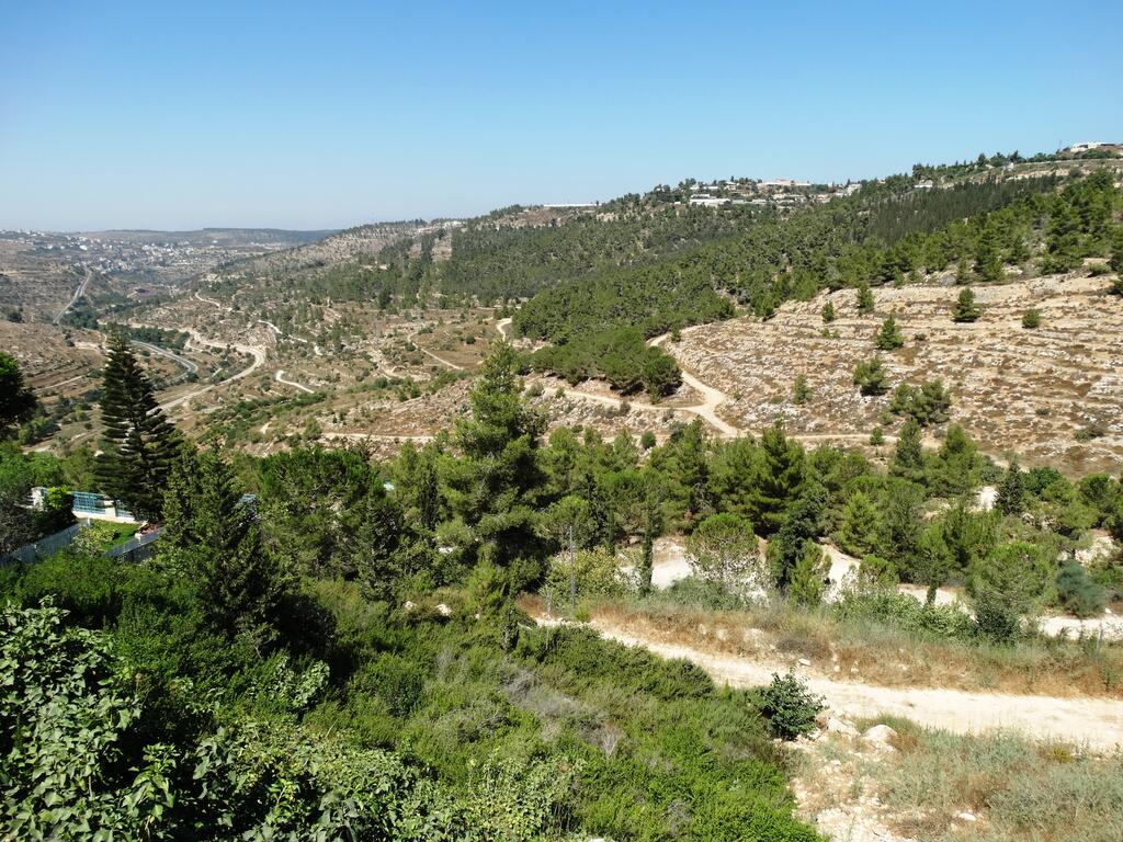 רכס לבן שבהרי ירושלים (צילום: דב גרינבלט, החברה להגנת הטבע) רכס לבן