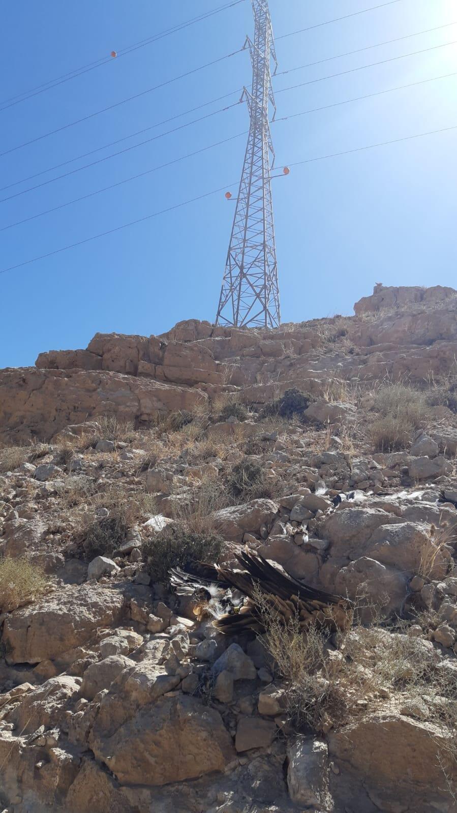 פגרי נשרים שהתחשמלו למוות ב-2020 בנגב (צילום: "עופות דורסים בשידור חי") פגרי הנשרים
