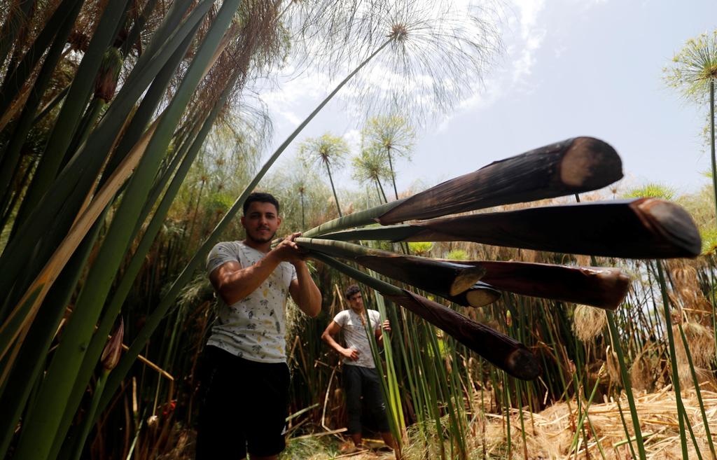 Mohamed Reda, 23, carries papyrus plants at a farm in Al-Qaramous village (Photo: Reuters) Mohamed Reda, 23, carries papyrus plants at a farm in al-Qaramous village