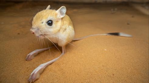 The adorable sand-sliding jerboa lives among us