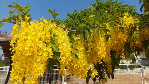 В Израиле расцвело дерево золотого дождя