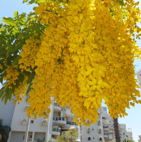 В Израиле расцвело дерево золотого дождя