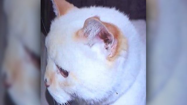 החתול קודי. היה DemoCAT ארה"ב חתול קודי טימס קיבל הודעה לבוחר בחירות 2020