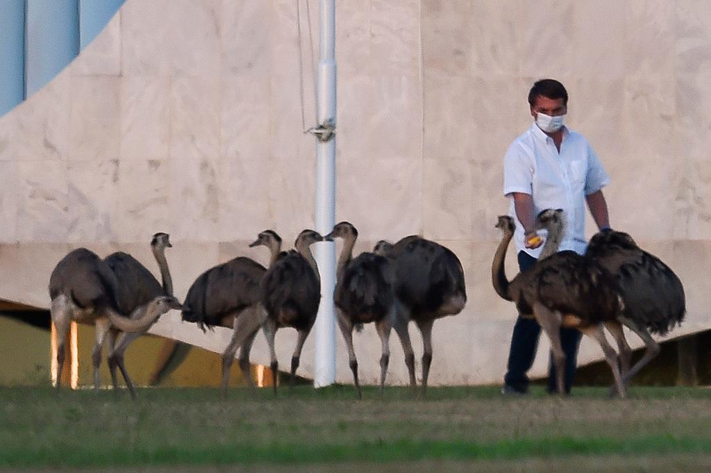 צילום: AFP ז'איר בולסונרו ננשך ריאה עוף ארמון נשיא ברזיל