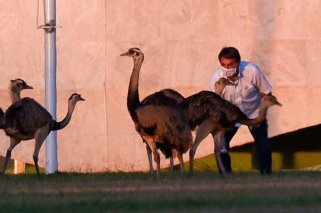 צילום: AFP ז'איר בולסונרו ננשך ריאה עוף ארמון נשיא ברזיל