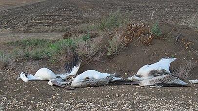 Pelicans electrocuted after colliding with high voltage power lines (Photo: Israel Nature and Parks Authority) שקנאים שהתחשמלו בעמק החולה