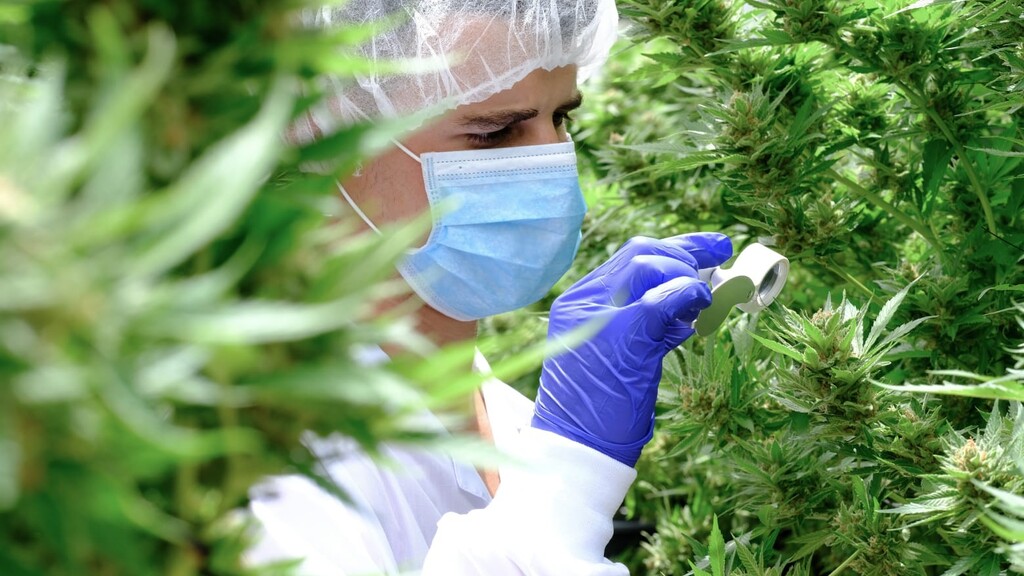  A Cannabis field 