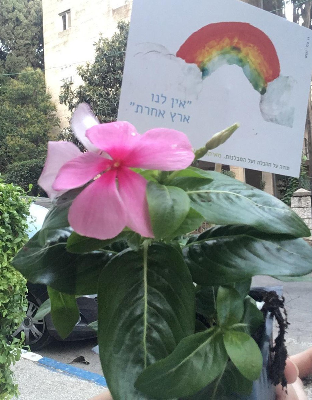 מפגיני בלפור חילקו 1500 עציצים לתושבי רחביה כדי לומר תודה