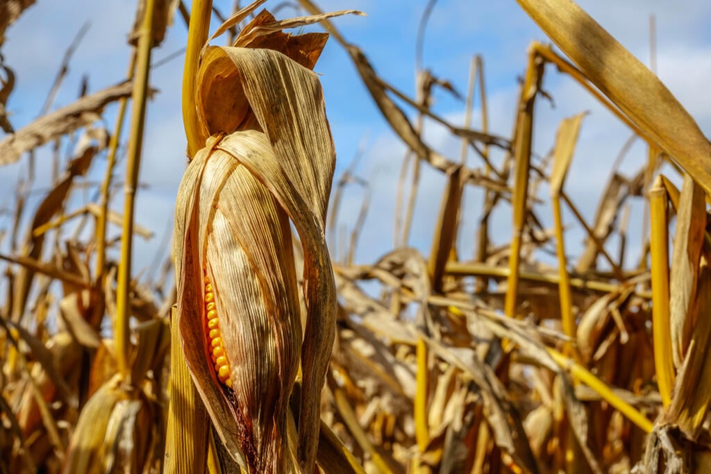 חגורת התירס, חגורת התנ"ך. בשדה בארה"ב (צילום: shutterstock) ארה"ב תירס חגורת התירס פוליטיקה