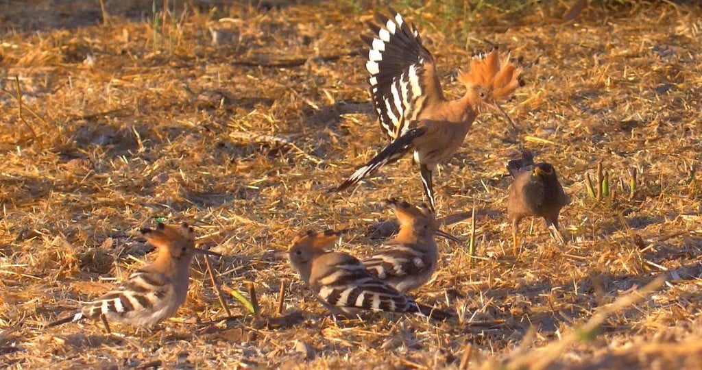 הדוכיפת מבריחה את המאינה (צילום: אמיר בלבן, החברה להגנת הטבע) דוכיפת עם הצאצאים שלה