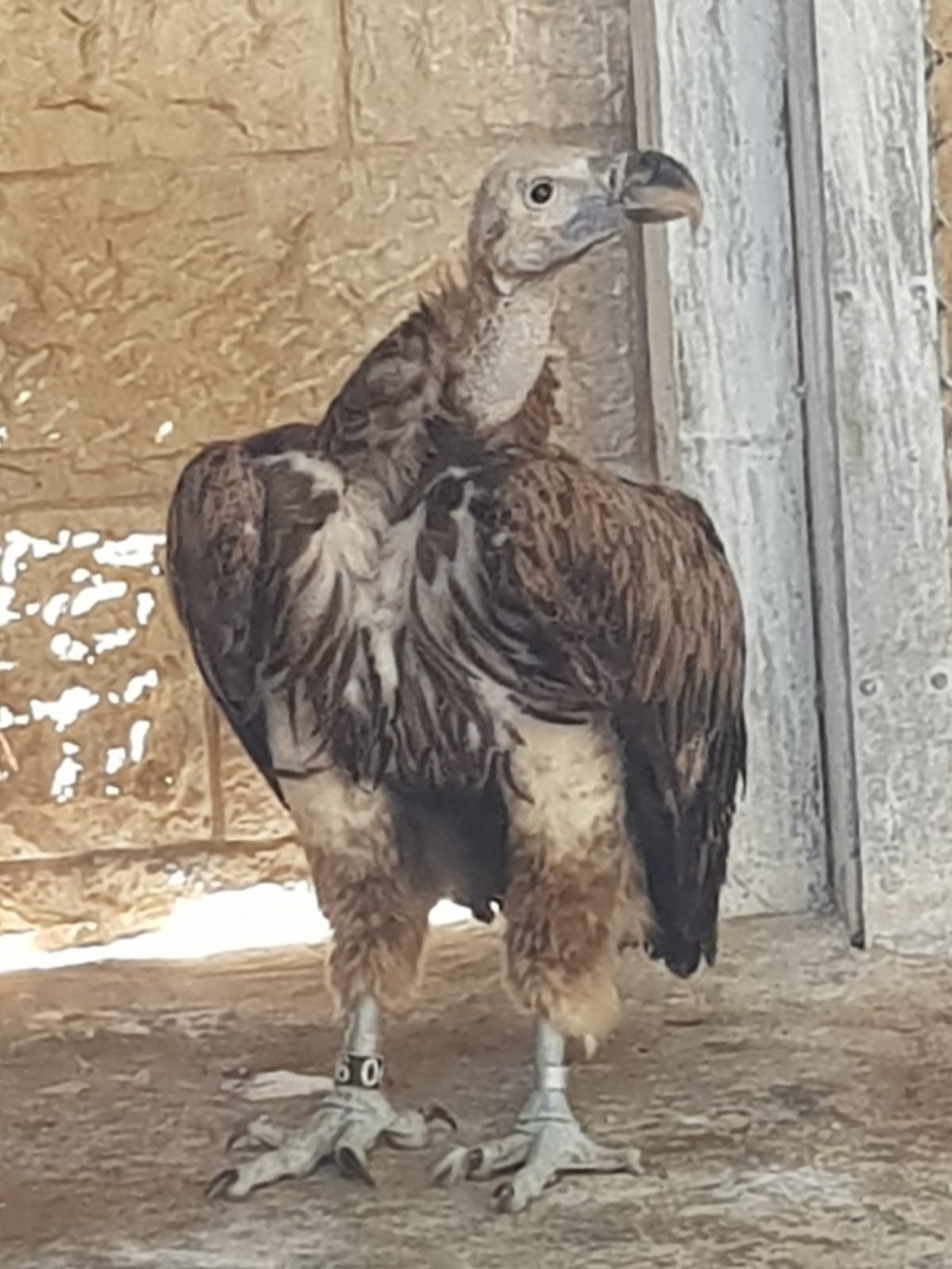 עזניית נגב בגן החיות התנ"כי בירושלים ( צילום: ד"ר נילי אבני מגן, גן החיות התנ"כי בירושלים) עזניית נגב בגן החיות התנ"כי בירושלים