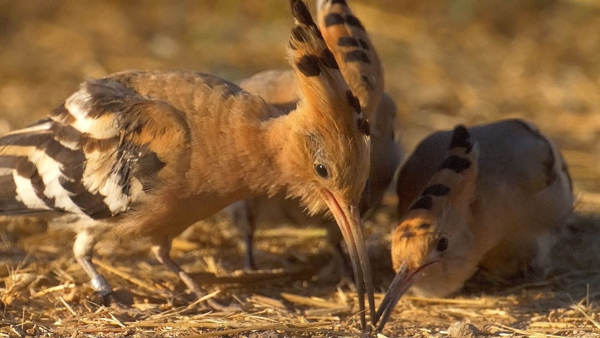 גוזלי הדוכיפת (צילום: אמיר בלבן, החברה להגנת הטבע) דוכיפת עם הצאצאים שלה