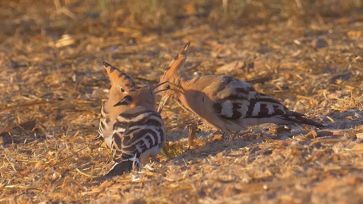 צילום: אמיר בלבן, החברה להגנת הטבע דוכיפת עם הצאצאים שלה