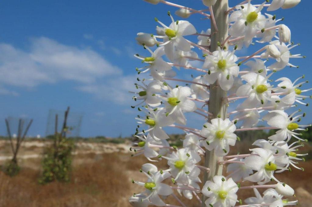 חצבים בנחל תנינים (צילום: שרית פאלצי, רשות הטבע והגנים) חצבים