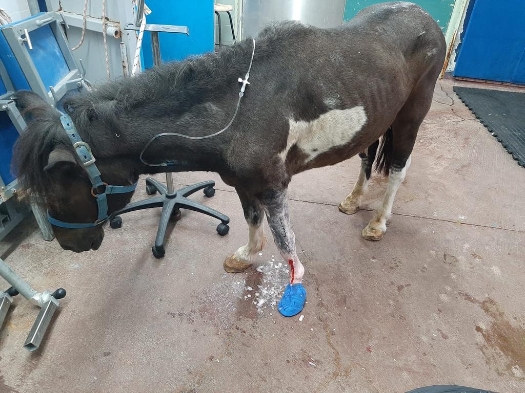 ג'יימי לאחר הפציעה (תמונה מהפציעה) ג'יימי הפוני