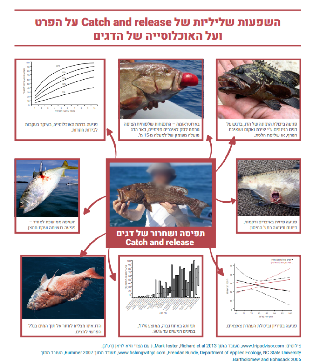פגיעה בשל תפיסה ושחרור (צילום מסך מתוך הדו"ח) פגיעה בשל תפיסה ושחרור