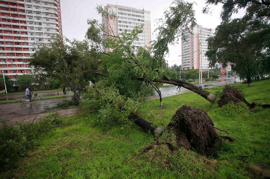 עצים קרסו ברחוב ראשי בפיונגיאנג (צילום: AP) פיונגיאנג צפון קריאה סופה סופת טייפון