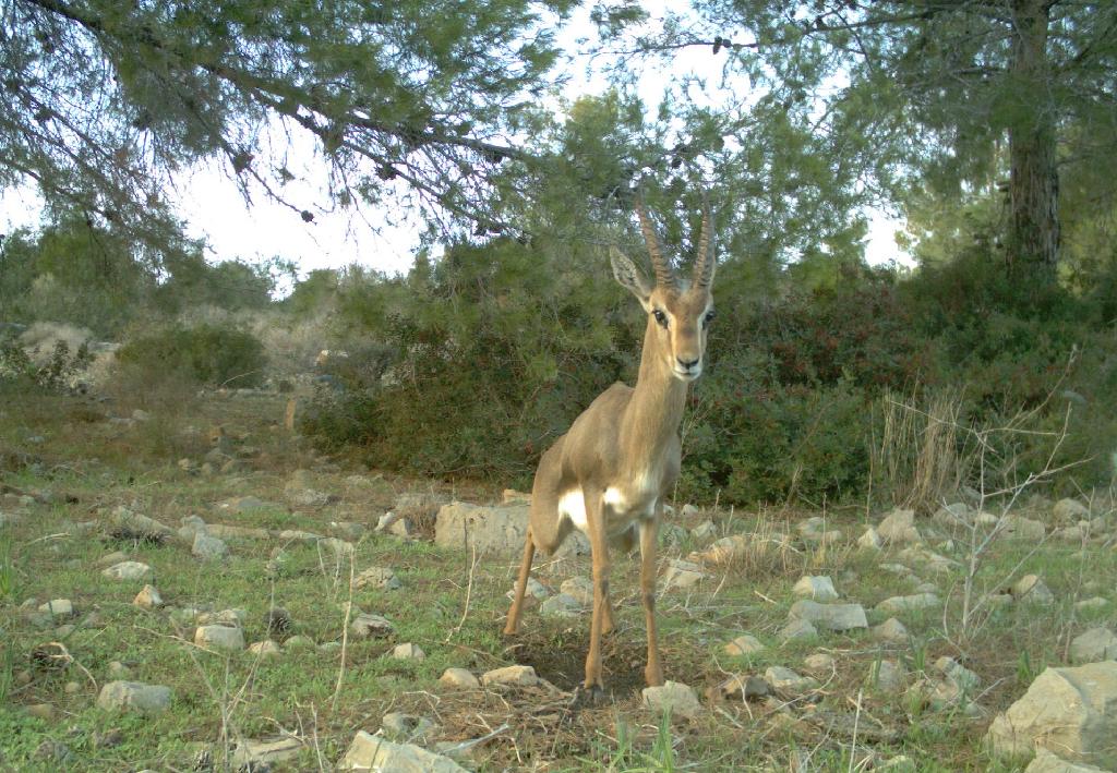 Mountain gazelle in Israel 