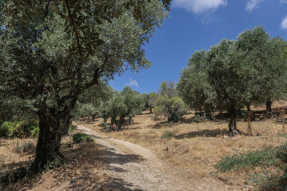 מטע זיתים בגליל (צילום: Shutterstock) תמונה של מטע זיתים בגליל