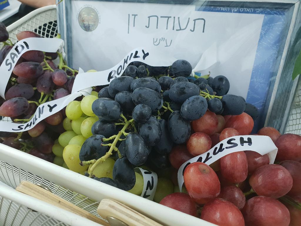 צילום: דוברות מכון וולקני
