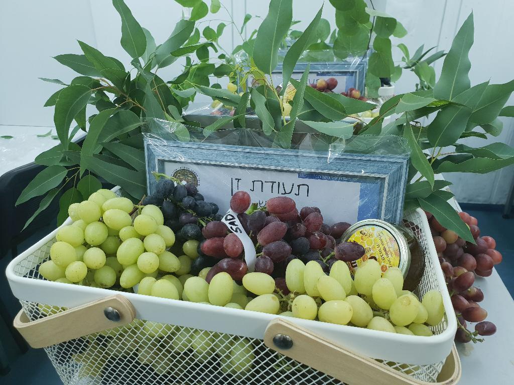 כמה מהזנים (צילום: דוברות מכון וולקני) כמה מהזנים