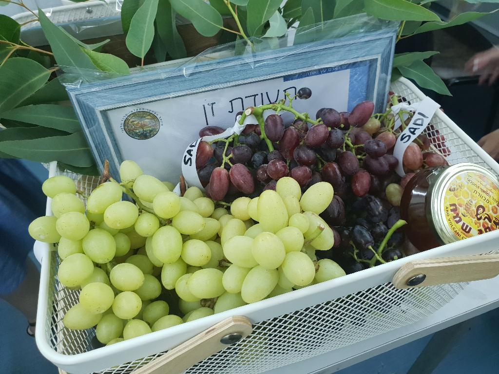 צילום: דוברות מכון וולקני