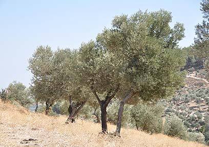Olive trees in Biriya Forest in northern Israel 