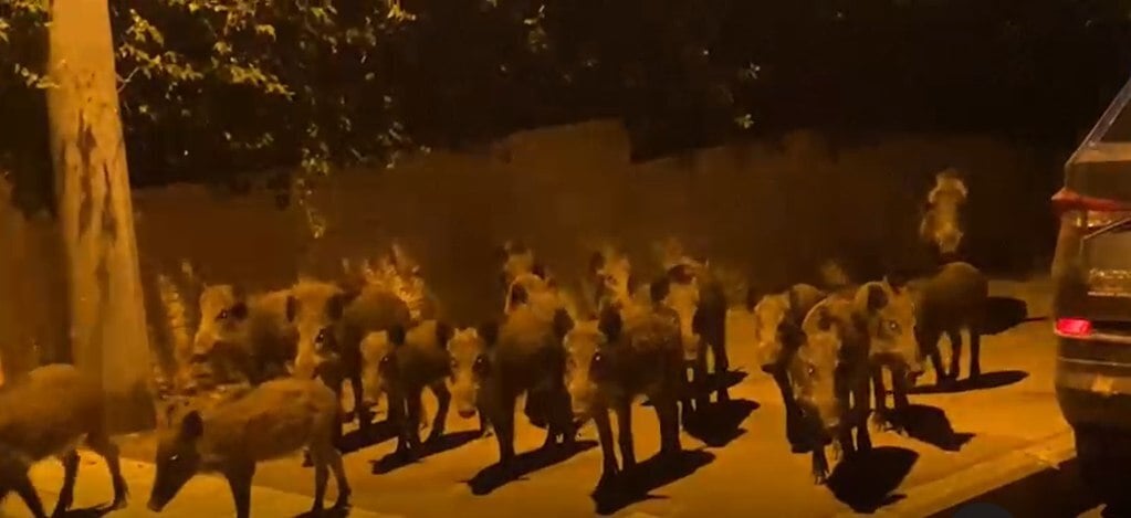 חזירי בר בחיפה (צילום: מתוך הרשתות החברתיות) חזירי בר בחיפה, אמש