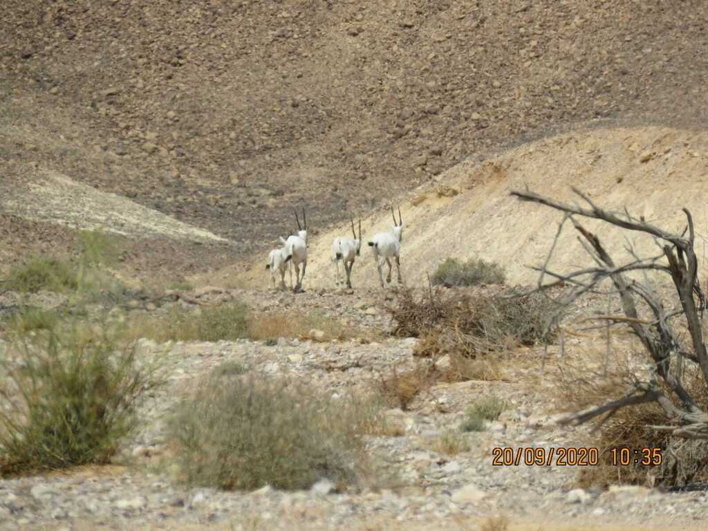 המטיילים לא הגיעו. בעלי החיים נהנו. שמורת הנחלים הגדולים