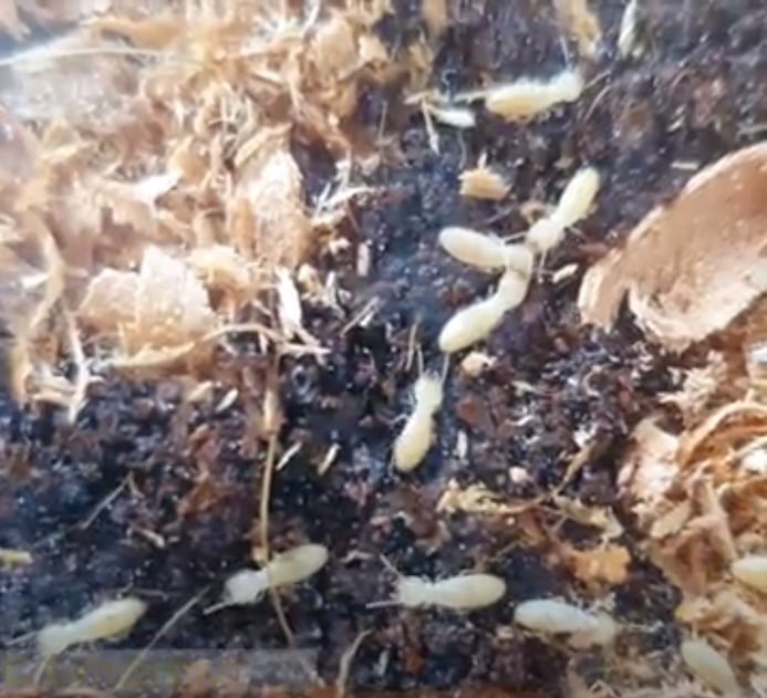 הטרמיט הפורמוסי (צילום: באדיבות תומר לו, טוטאל הדברות) הטרמיט הפורמוסי